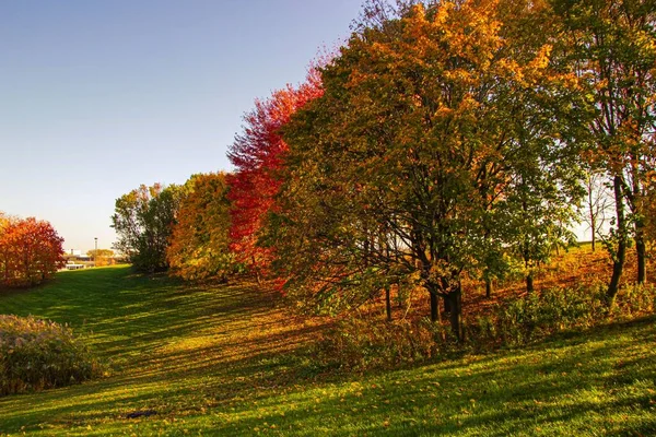 형형색색의 잎으로 아름다운 나무들로 뒤덮인 — 스톡 사진