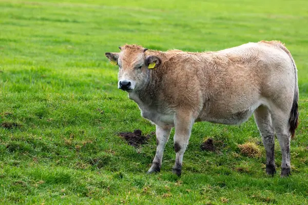 Коричневая Корова Зеленом Поле — стоковое фото