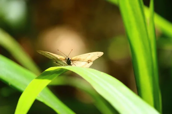 日当たりの良い庭の長い明るい緑の葉の上に茶色の翼を持つかわいい蝶の閉鎖 — ストック写真