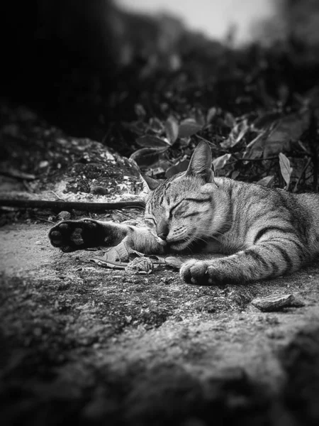Серый Вертикальный Снимок Бродячей Кошки Спящей Земле — стоковое фото