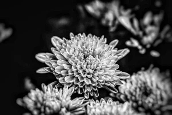 一个灰色的特写镜头 在花园里绽放着美丽的花朵 — 图库照片