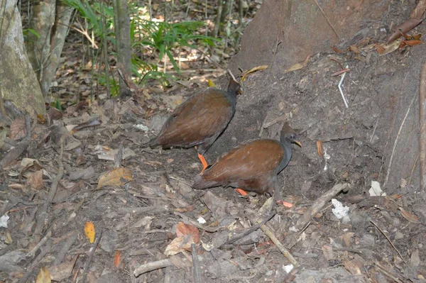 Dos Pájaros Selva Tropical Daintree —  Fotos de Stock
