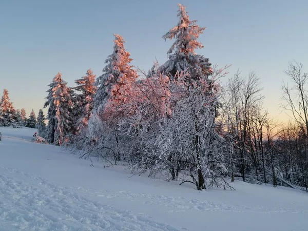 Прекрасный Снимок Обнаженных Деревьев Покрытых Морозом Зимой — стоковое фото