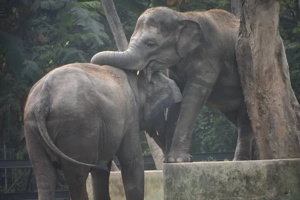 Een Moeder Baby Aziatische Olifanten Elephas Maximus Dierentuin Alipore Kolkata — Stockfoto