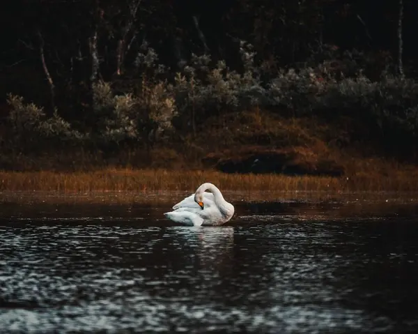 Ein Schöner Schwan Einem See Der Norwegischen Wildnis Der Sich — Stockfoto