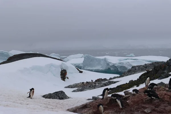 Снимок Пингвинов Бегущих Снегу Красивом Антарктиканском Пейзаже Белым Небом — стоковое фото