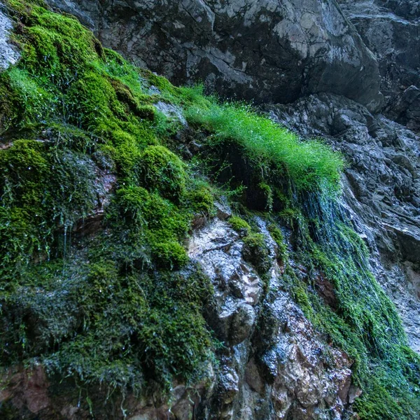 大きな山の緑の植物の上に狭い滝のクローズアップショット — ストック写真