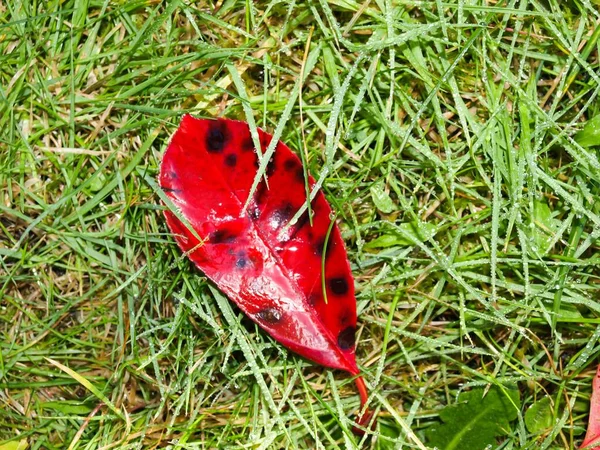 Closeup Shot Red Leaf Green Grass — Stock Photo, Image