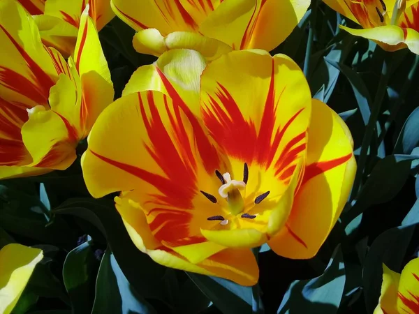 Крупним Планом Знімок Жовтого Червоного Тюльпанів Широкими Пелюстками Саду — стокове фото