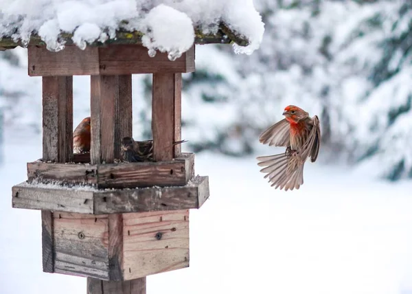 Closeup Shot Birds Flying Wooden Birdfeeder Winter — Stock Photo, Image