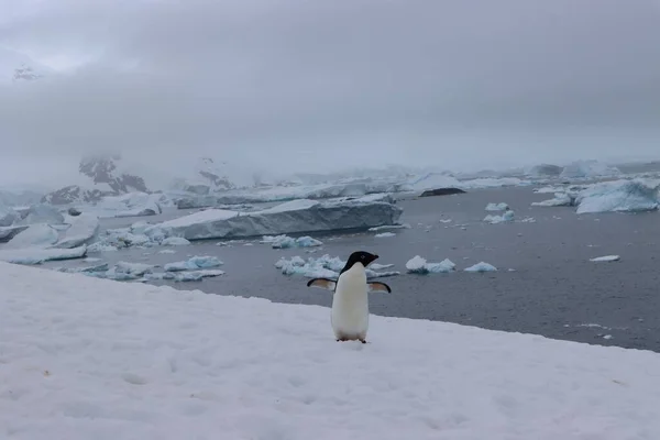 白い空の下で美しい南極の風景の中で雪の中を走るペンギンのショット — ストック写真