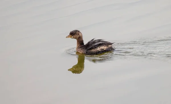 Ein Kleiner Haubentaucher Schwimmt Einem Teich — Stockfoto