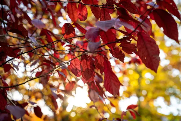 Eine Nahaufnahme Von Herbstlichen Ästen Mit Roten Blättern — Stockfoto
