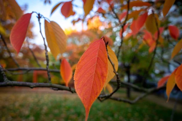 Ağaç Dallarında Portakal Kırmızısı Sonbahar Yapraklarının Yakın Plan Çekimi — Stok fotoğraf