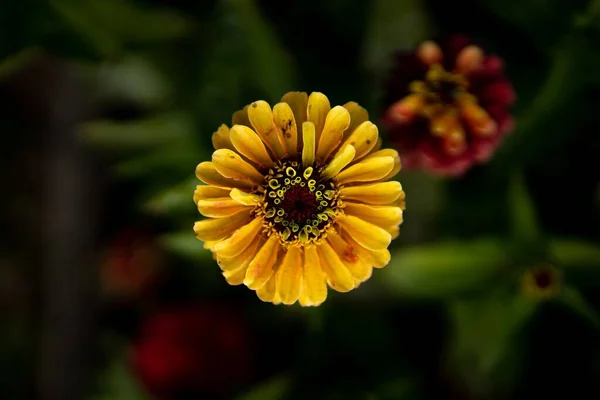 Head Closeup Shot Zinnia Flower Selective Focus Background Its Leaves — Stock Photo, Image