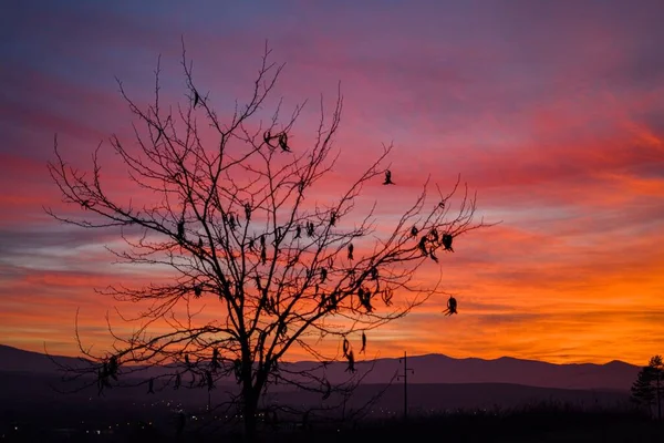Dramatický Pohled Oblohu Při Západu Slunce Siluety Stromů Proti Purpurovým — Stock fotografie