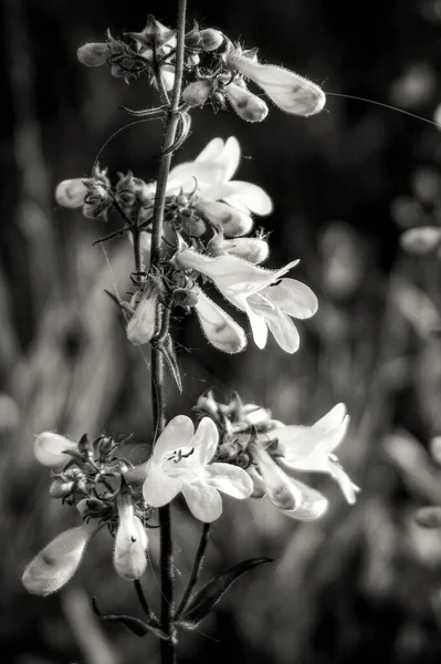 정원에 아름다운 꽃들을 수직으로 클로즈업 — 스톡 사진