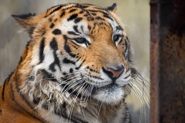 Portrait Wild Indian Bengal Tiger Zoo Alipore Kolkata India — Stock Photo, Image