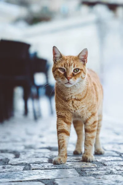 Egy Függőleges Közelkép Egy Vörös Utcai Macskáról Amint Kamerába Néz — Stock Fotó