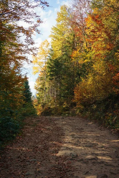 Pionowe Ujęcie Ścieżki Przechodzącej Przez Drzewa Lesie Słoneczny Dzień — Zdjęcie stockowe