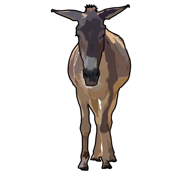 Eine Vertikale Vektordarstellung Eines Auf Weißem Hintergrund Isolierten Esels — Stockvektor
