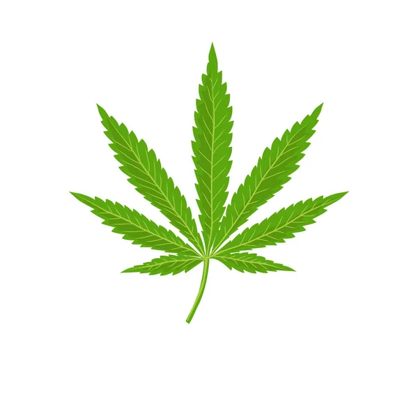 Vetor Folha Cannabis Fundo Branco —  Vetores de Stock