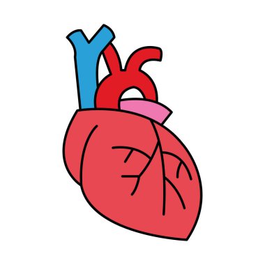 Beyaz bir arka planda insan kalbinin renkli dikey çizimi