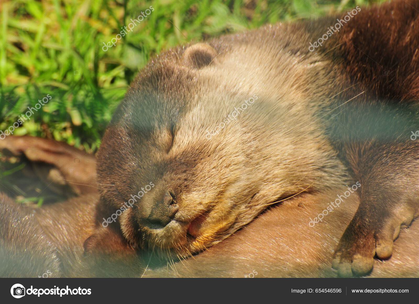 正在睡觉的欧亚水獭Lutra Lutra的特写——图库图片© wirestock_creators #654546596, image size:1600x1163