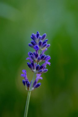 Güzel bir Lavandula Angustifolia 'nın dikey çekimi bulanık bir arkaplanda izole edilmiş.