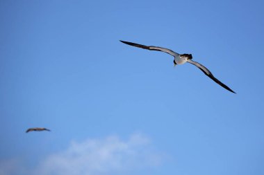 Kahverengi memeler mavi gökyüzünde uçuyor.