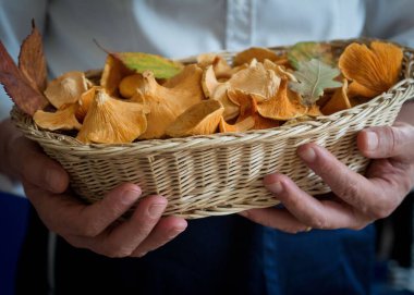 Elinde taze mantarlarla dolu bir sepet tutan birinin yakın çekimi.