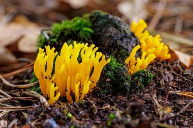 Bulanık arkaplanda yeşil yosun bulunan turuncu mercan mantarının makro görüntüsü.