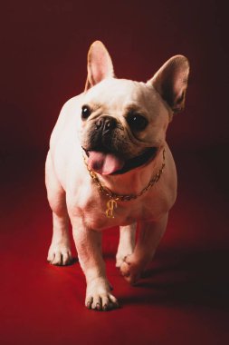 Stüdyoda dili dışarıda kırmızı halıda yürüyen sevimli Fransız Bulldog 'un dikey görüntüsü.