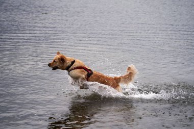 Deniz kıyısında koşan ve suyla oynayan sevimli bir golden retriever.