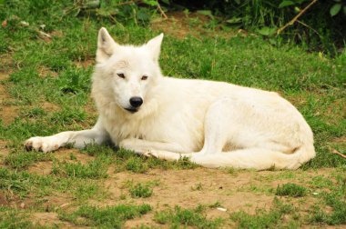 Arktik bir kurda yakın plan, yerde yeşil otlarla uzanan köpek lupus arktos..