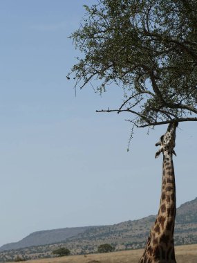 Serengeti Ulusal Parkı, Tanzanya, Afrika 'daki bir akasya ağacının yanında güzel bir Maasai zürafası (zürafa tippelskirchi) fotoğrafı.