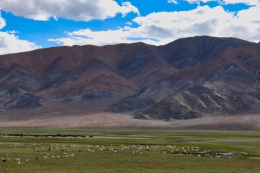 Ladakh, Hindistan 'da dağların yakınında otlayan bir koyun sürüsü.