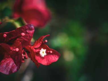 Bulanık arkaplan ile kırmızı Bougainvillea glabra sığ odak