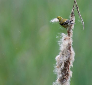 Bulanık yeşil arka planı olan bir Amerikan ispinozu.