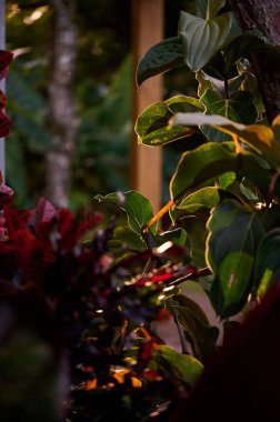 Gün batımında yeşil yaprakların dikey görüntüsü