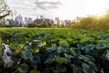 Gün batımında parkta, ufukta bulutlu gökyüzü olan bir gölet bitkisi tarlası.