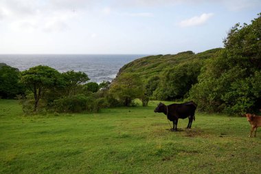 İki inek yeşil bir tepede bulutlu bir gökyüzünün altında ve arkasında bir okyanus var.