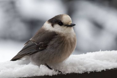 Karlı bir çitte bir Kanada karının (Perisoreus canadensis) yakın çekimi