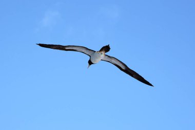 Mavi gökyüzüne doğru uçan kahverengi bir meme.