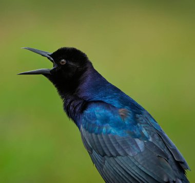Vahşi doğada ağzı açık bir tekne kuyruklu sığırın yakın plan çekimi.