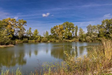 Hırvatistan 'da yaz aylarında Drava Nehri' ni yansıtan yeşil ağaçların manzarası