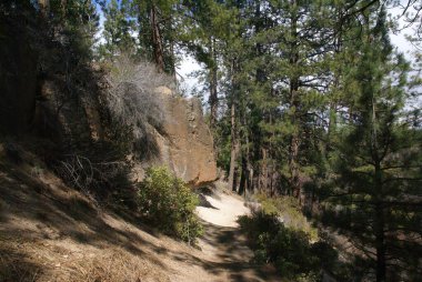 Yeşil ağaçlarla çevrili ormanda dar bir patika ve güneşli bir günde büyük bir kaya.