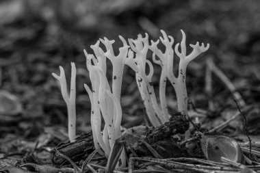 Bulanık arkaplanda kurumuş yapraklarla, yerdeki turuncu mercan mantarının makro görüntüsünün gri pulu.