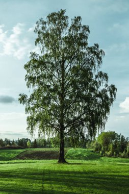 Çimenli bir düzlükte tek bir huş ağacının (Betula) dikey çekimi, arka plan ve duvar kağıdı için harika