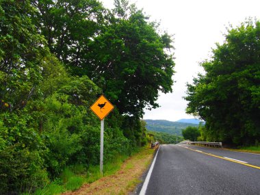 Pukeko, Yeni Zelanda 'da kivi tabelalı doğal bir yol manzarası.